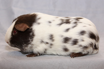 cat urine stain remover