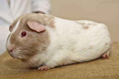 dalmation guinea pig
