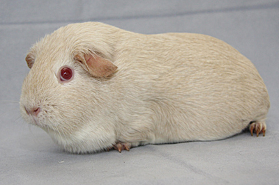white californian guinea pig