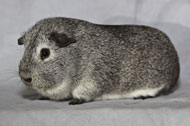 Chinchilla