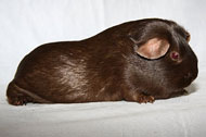 Dark Sable