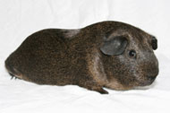 Lemon Agouti