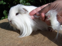 Grooming a longhaired cavy