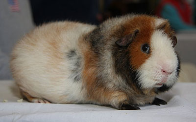 guinea pig show standards