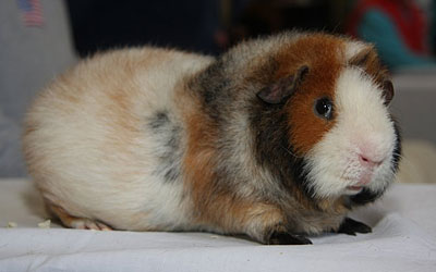 Teddy cavy