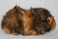 Brindle Abyssinian