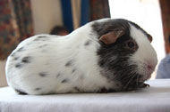 Dalmation