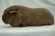 Cinnamon Solid Agouti