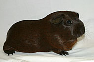 Golden Agouti