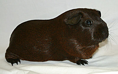 Golden Agouti