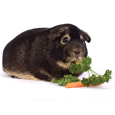 Otter cavy eating