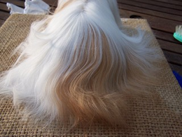 Grooming a longhaired cavy