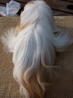 Grooming a longhaired cavy