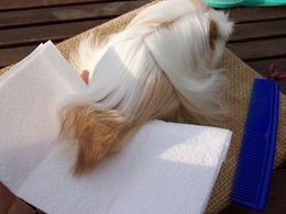 Grooming a longhaired cavy