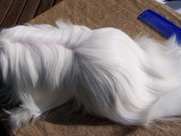 Grooming a longhaired cavy