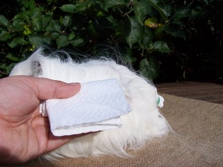 Grooming a longhaired cavy