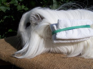 Grooming a longhaired cavy