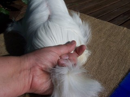 Grooming a longhaired cavy