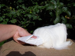 Grooming a longhaired cavy