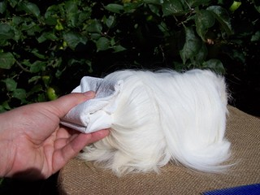 Grooming a longhaired cavy