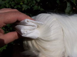 Grooming a longhaired cavy